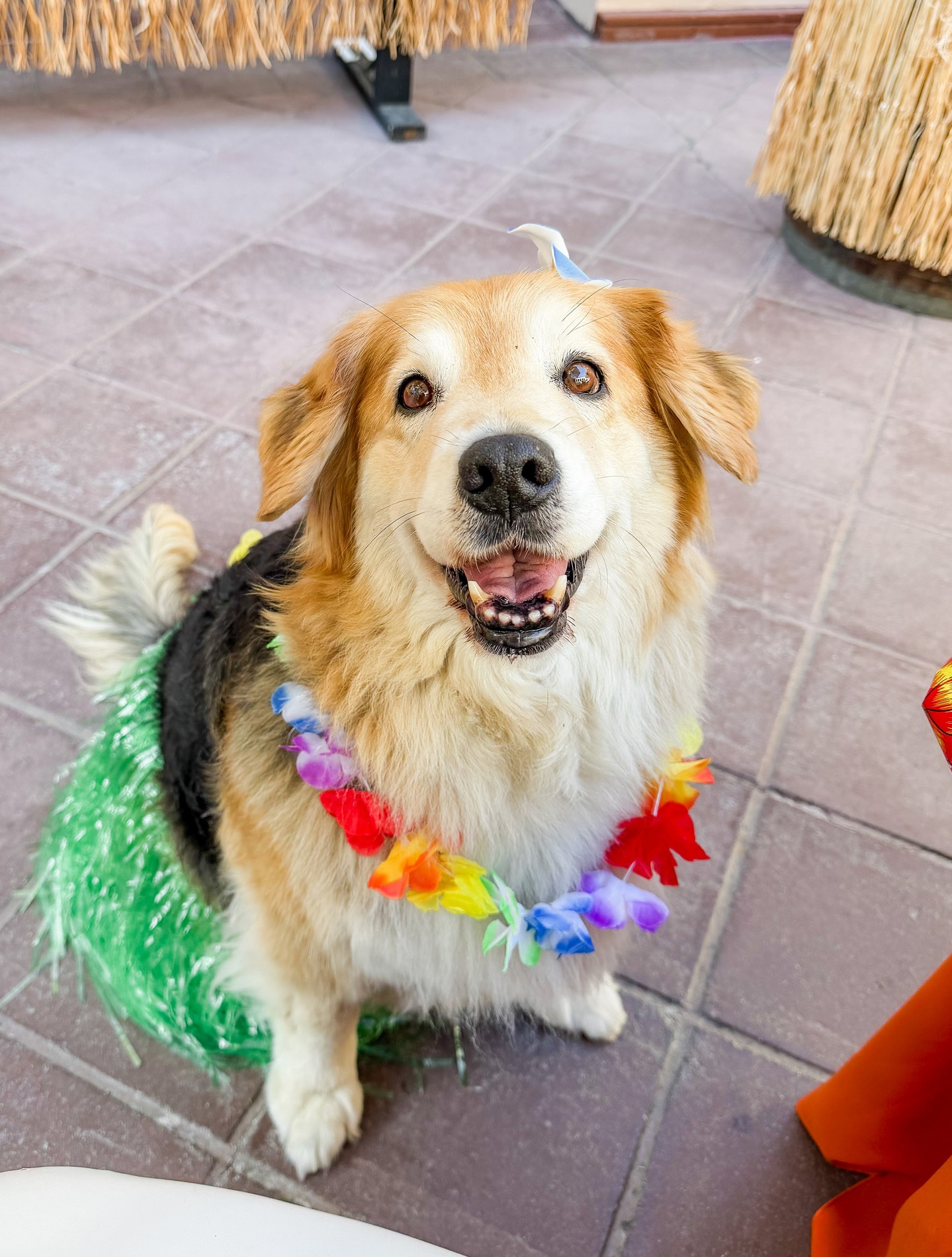 A tropical escape with a side of tail wags 🌴🌺 Join us for Tiki Thursdays at The Prado from 5-8pm!